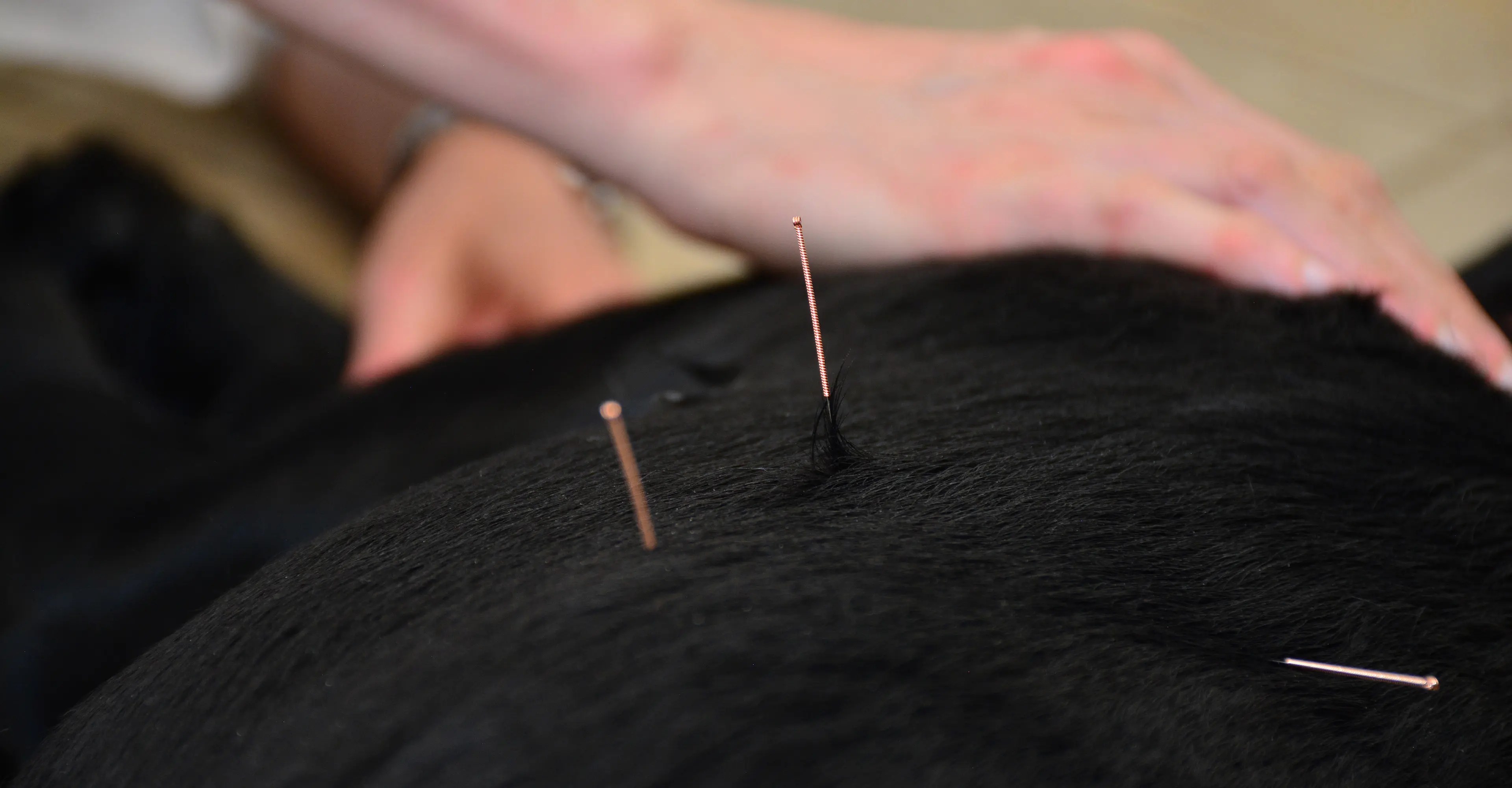 Teton Holistic Veterinary Care Acupuncture