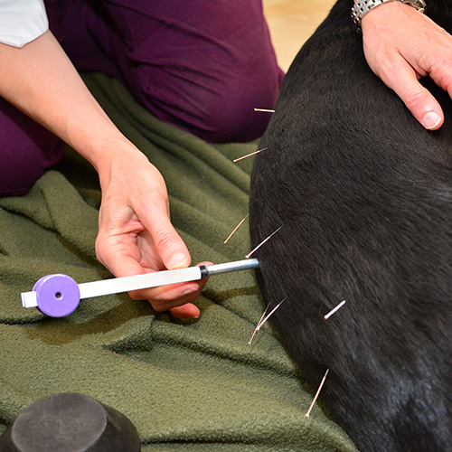 Teton Holistic Veterinary Acupuncture Description