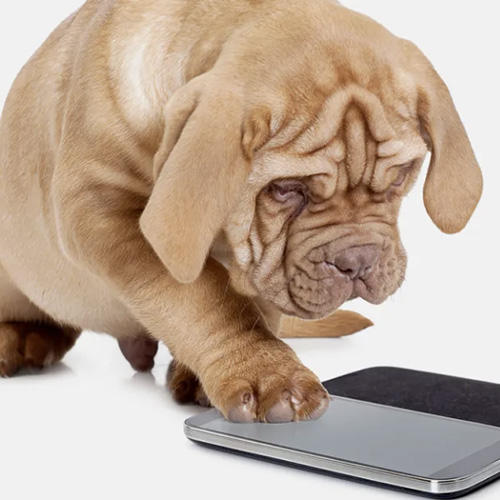 how to get started with teton holistic veterinary care