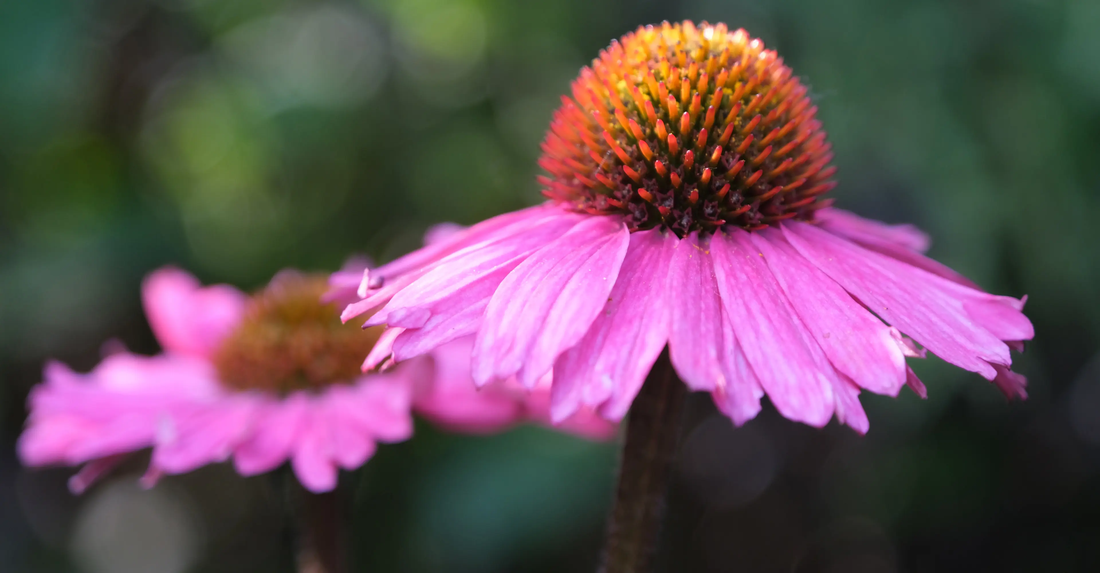 Teton Holistic Veterinary Care Herbal Therapy