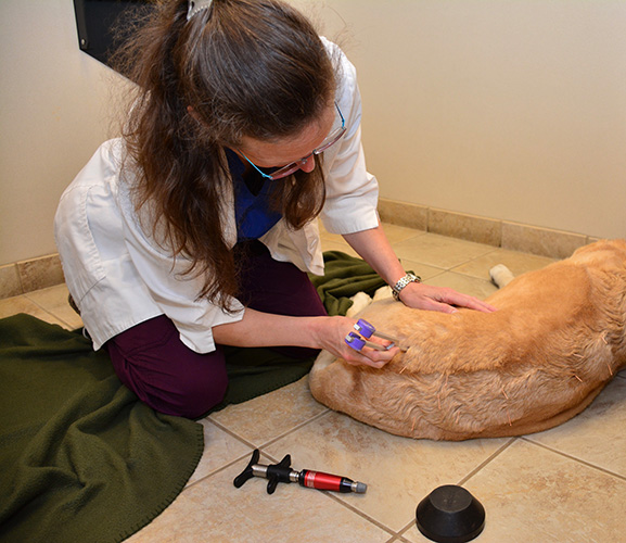 benefits of alternative medicine for animals