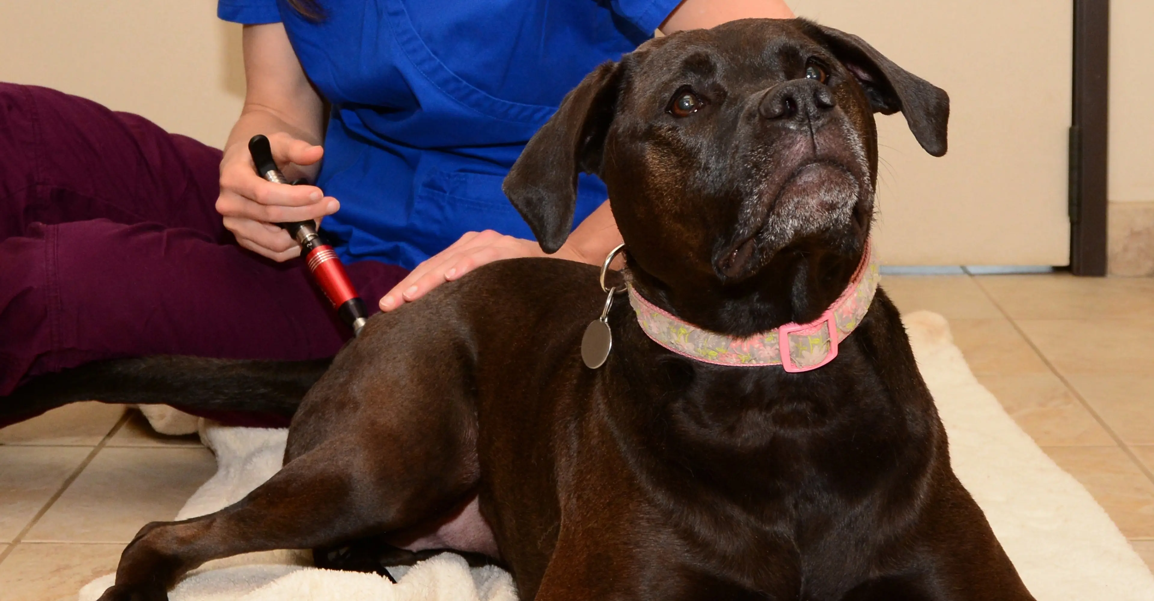 Teton Holistic Veterinary Care VOM